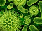 Бактерии на страже чистоты